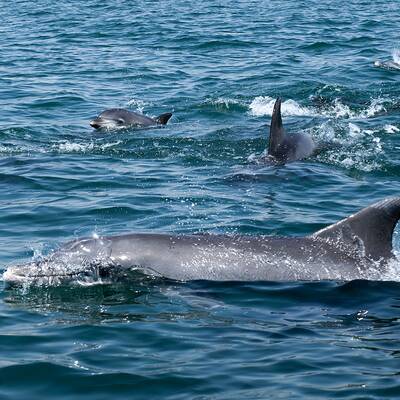 خلیج دلفین‌ها